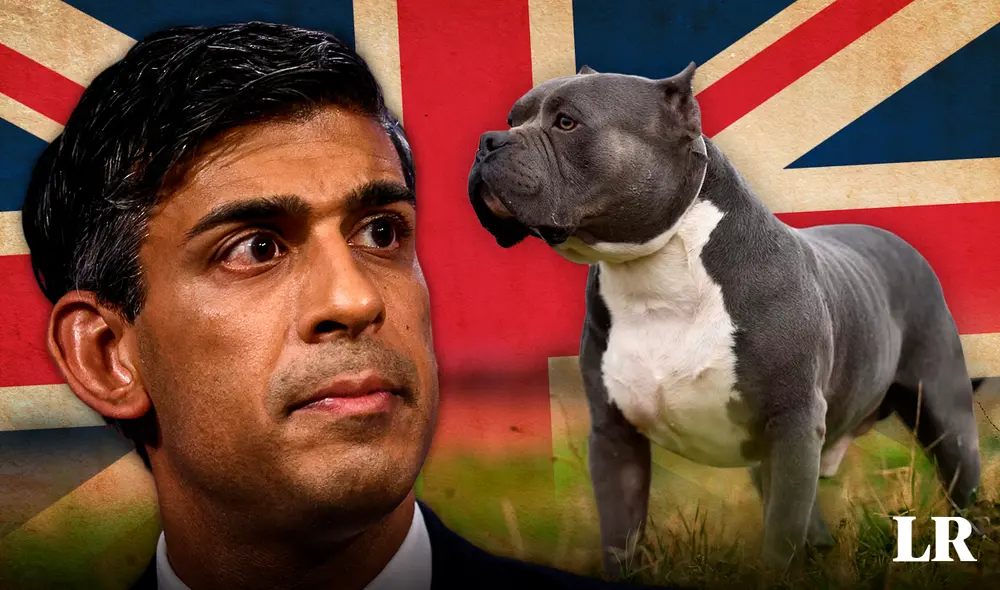 Reino Unido planea prohibir la raza de perro American Bully XL hasta fin de año. Foto: composición LR/EFE