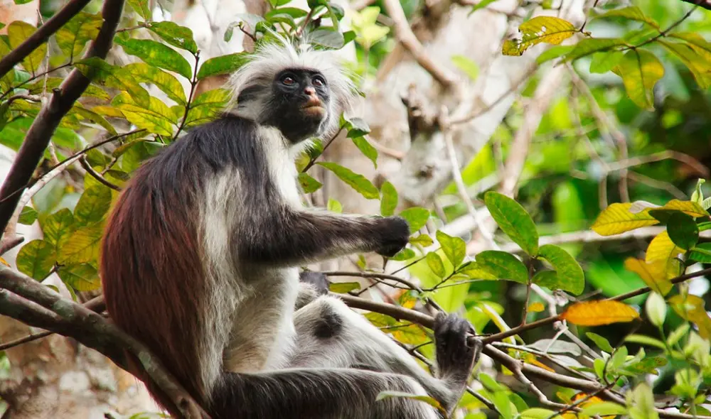 Un tercio de los vertebrados terrestres tienen poblaciones en disminución. Foto: Pixabay