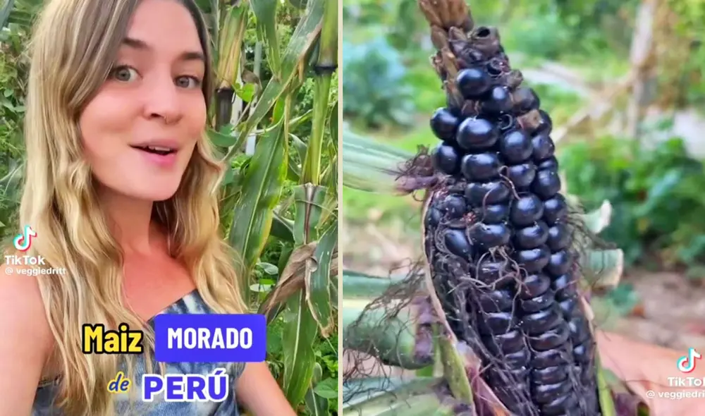 La joven española se dedicó por semanas a sembrar maíz morado. Foto: composición LR/veggiedritt/TikTok