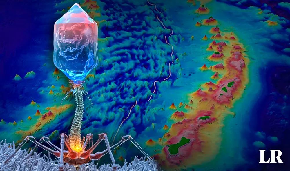 Este virus ataca a las bacterias al replicarse en su interior. Foto: composición de Álvaro Lozano/La República Este virus ataca a las bacterias al replicarse en su interior. Foto: composición de Álvaro Lozano/La República