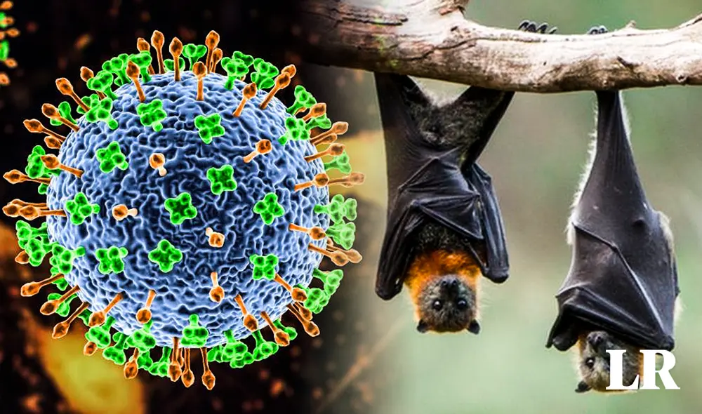 El virus Nipah es más mortal que el COVID-19. Foto: composición de Fabrizio ovido El virus Nipah es más mortal que el COVID-19. Foto: composición de Fabrizio ovido
