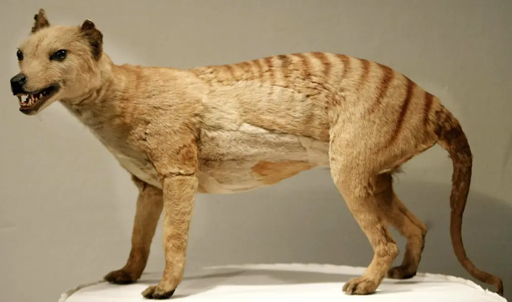 El tigre de Tasmania fue declarado extinto en 1936. Foto: AFP