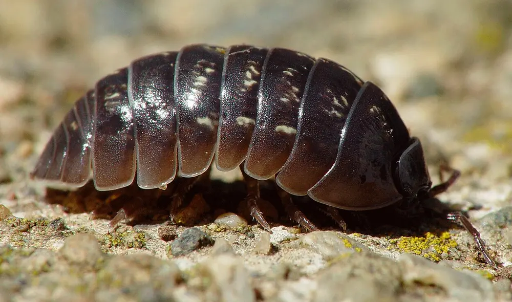 El nombre científico de los chanchitos de tierra es Armadillidium vulgare. Foto: Franco Folini / difusión El nombre científico de los chanchitos de tierra es Armadillidium vulgare. Foto: Franco Folini / difusión