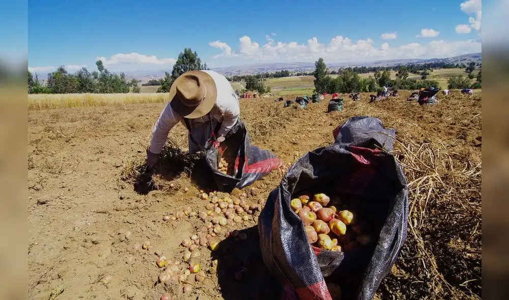 La campaña anterior  mostró un avance de 92,9% respecto a la superficie del promedio nacional histórico de papa. Foto: Andina