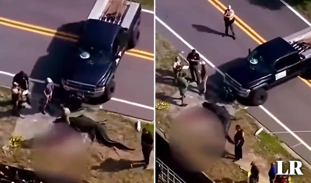 El cocodrilo fue encontrado por un vecino estadounidense, quien alertó a las autoridades. Foto: composición de Gerson Cardoso/LR. Foto: Twitter/@rawsalerts