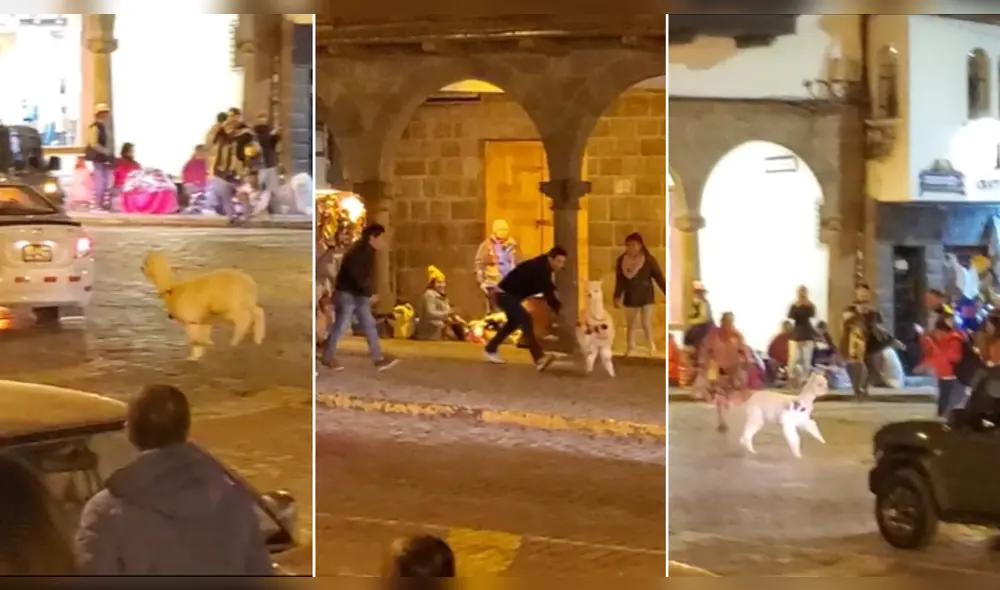 Varios ciudadanos intentaban atrapar a la alpaquita. Foto: composición LR/@alexalvarez133 - Video:@alexalvarez133