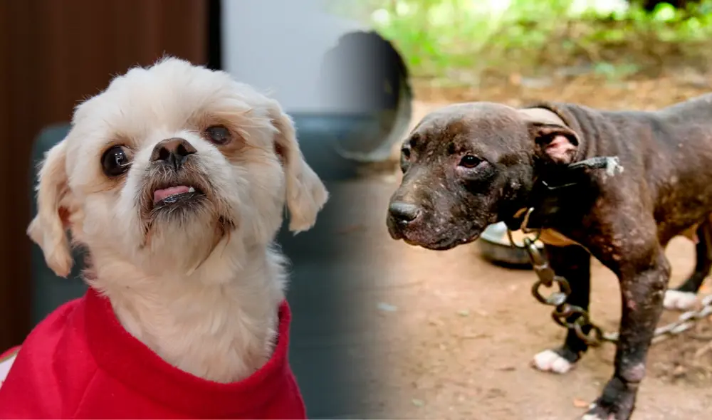El sparring canino y las peleas de perros son actividades que se desarrollan de forma clandestina. Foto: composición LR/La República-Valery Coaquira