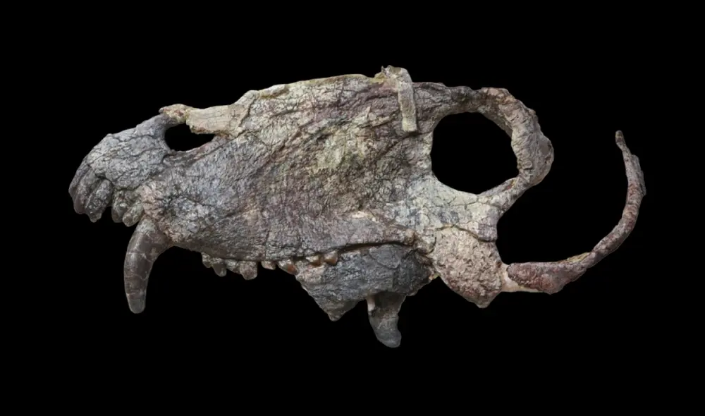 Cráneo de Pampaphoneus biccai Foto: Zoological Journal of the Linnean Society