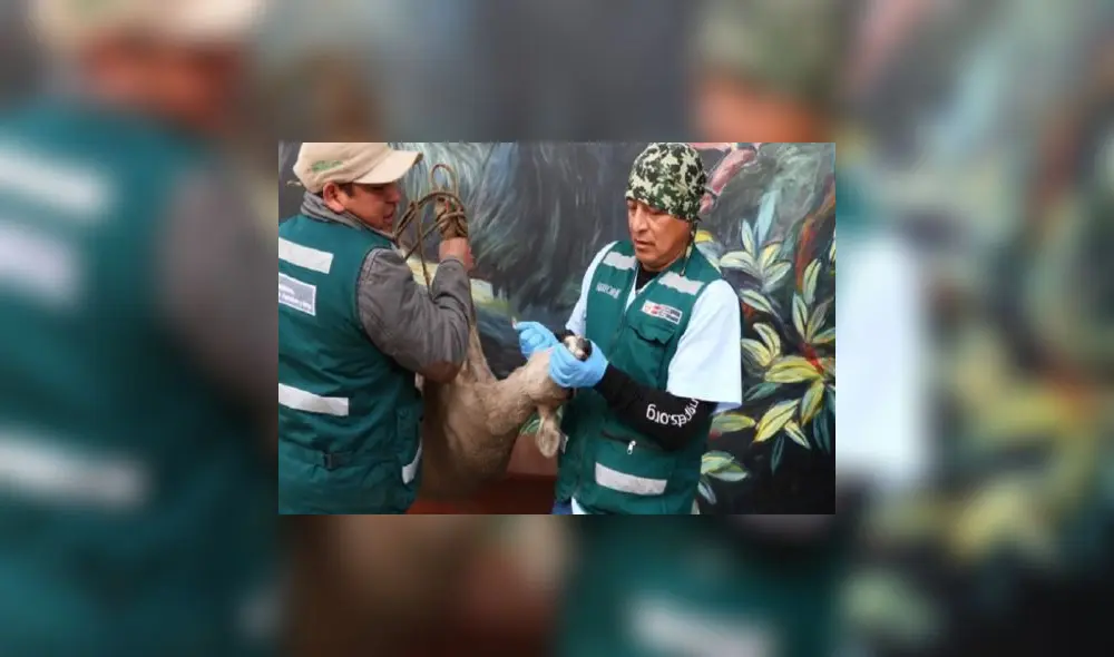 Especialistas brindaron atención oportuna. Foto: Serfor