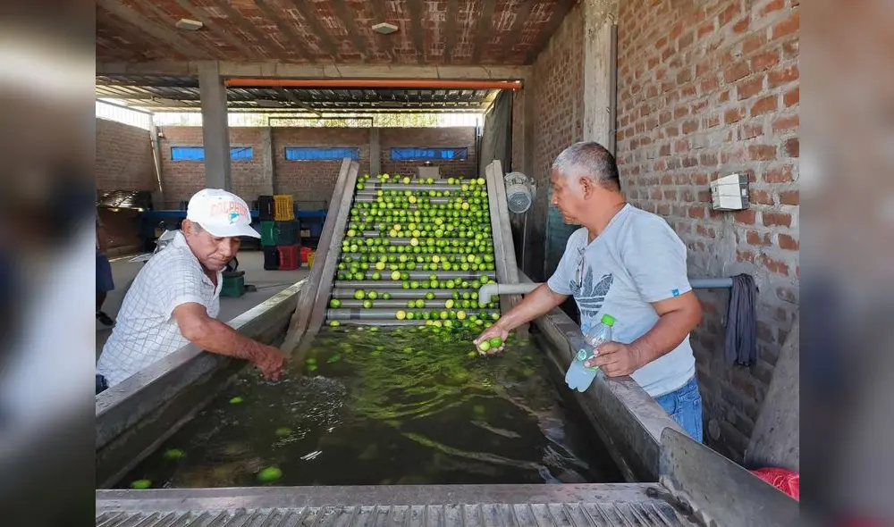 Importación. Los agricultores del centro poblado Cieneguillo, en la provincia de Sullana (Piura), denunciaron el ingreso por contrabando del limón colombiano. Foto: Almendra Ruesta/ URPI-LR