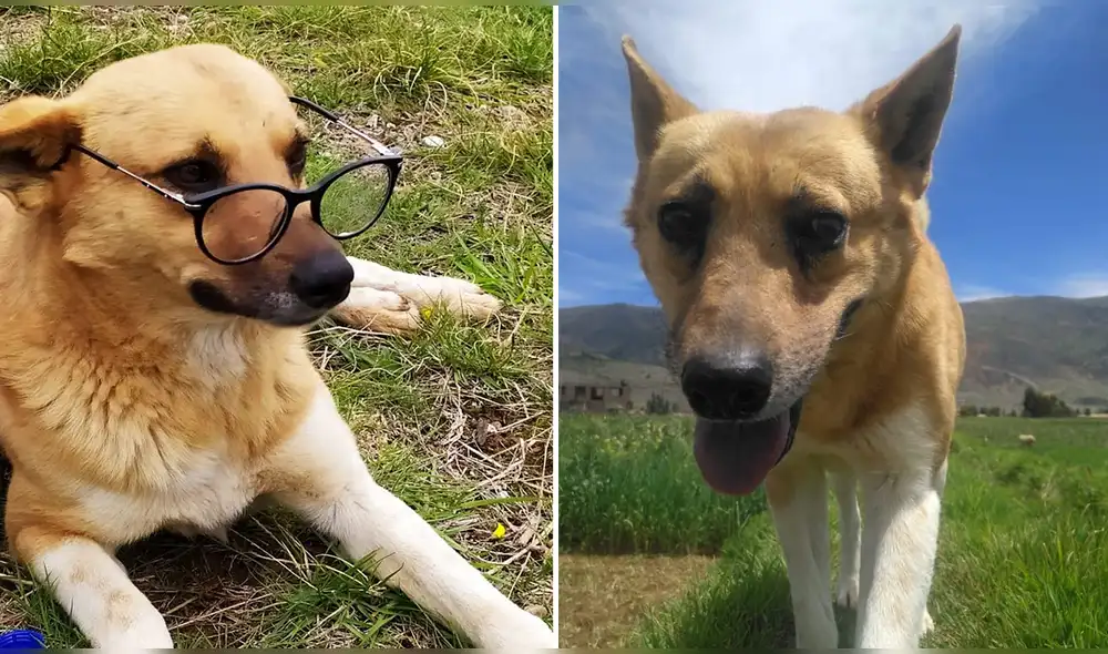 Flaco tiene 10 años. Foto: Edith Inga/Facebook