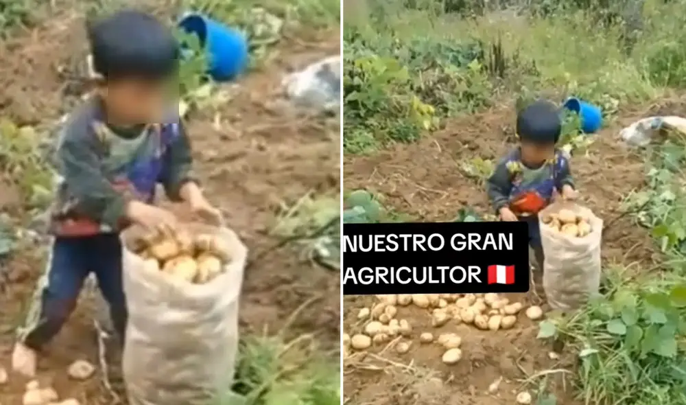 Video tiene 89.000 reproducciones en TikTok. Foto: composición LR/Sshita/TikTok Video tiene 89.000 reproducciones en TikTok. Foto: composición LR/Sshita/TikTok