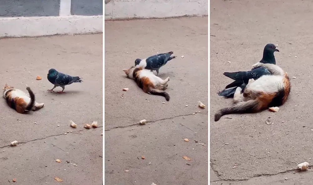 El gato y la paloma jugaban como 2 grandes amigos. Foto: composición/TikTok/@Leandromiranda3771