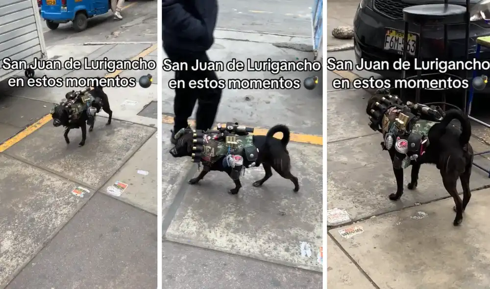 El perrito acaparó muchas miradas en SJL. Foto: composición LR/TikTok/@dragobm27