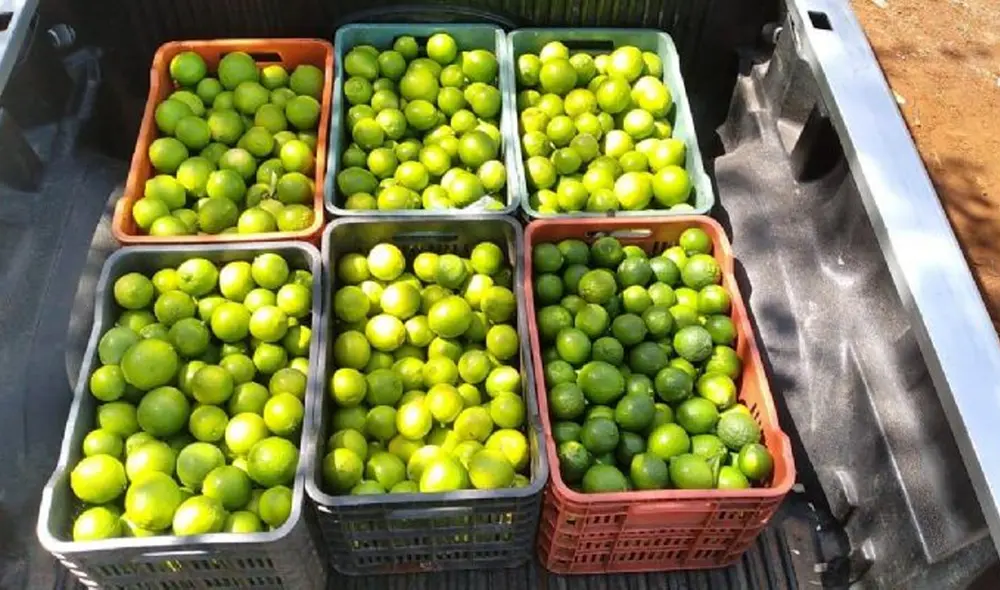 Se ofrecen diferentes variedades de limón a los consumidores. Foto: La República