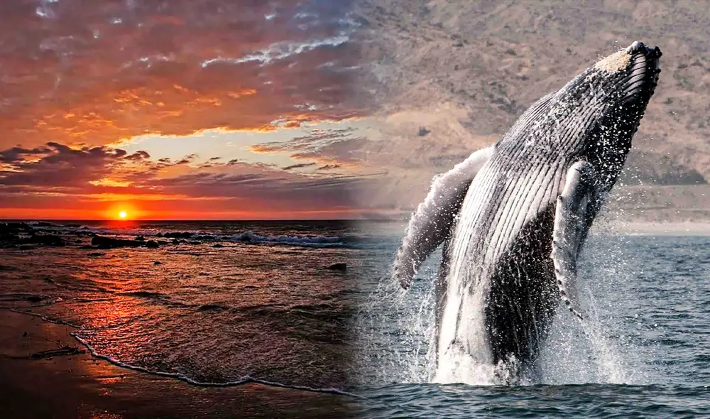 Creación de reserva está pendiente desde hace varios años, pero este 2023 sería una realidad. Foto: composición LR/ Andina