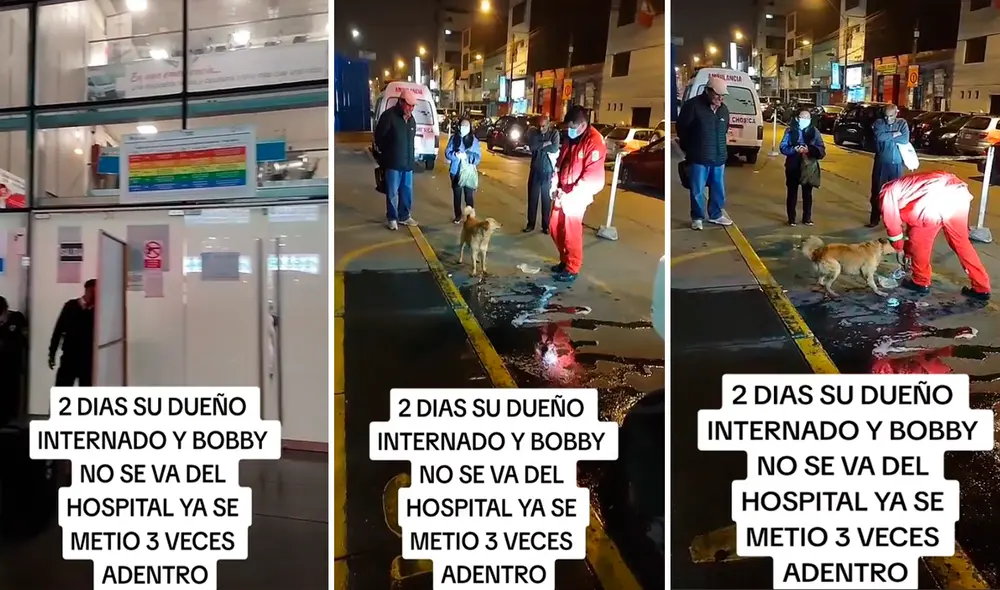 Historia del perrito conmovió los corazones de miles en redes sociales. Foto: composición/TikTok/@Eriquitacastroauz Historia del perrito conmovió los corazones de miles en redes sociales. Foto: composición/TikTok/@Eriquitacastroauz