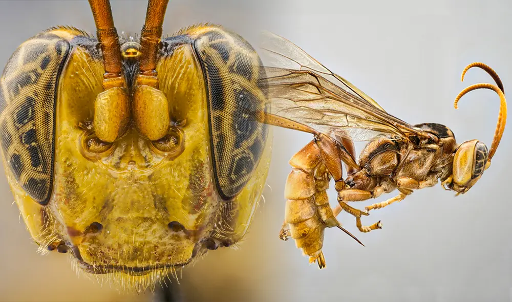 Descubirmiento de nueva avispa pone al Perú en los ojos del mundo. Foto: composición Jazmin Ceras-LR/ ZooKeys