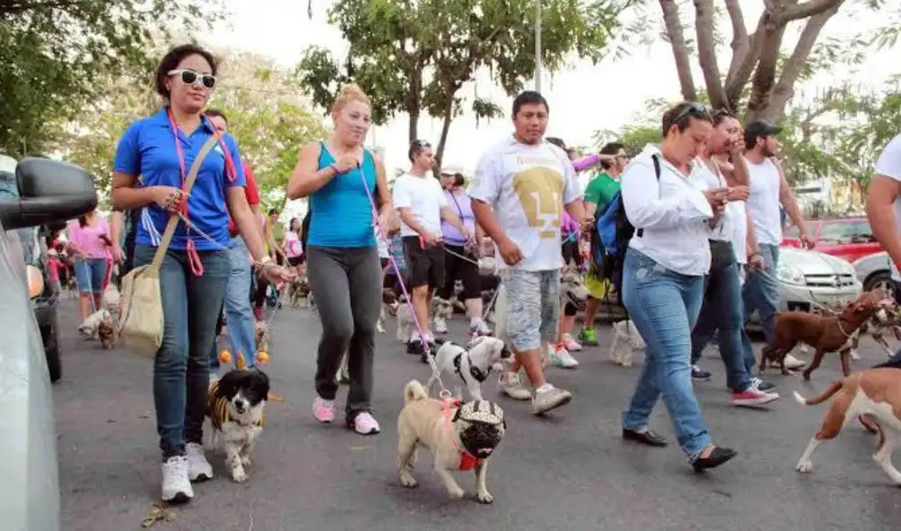 Vecinos podrán adoptar a una mascota. Foto: difusión Vecinos podrán adoptar a una mascota. Foto: difusión