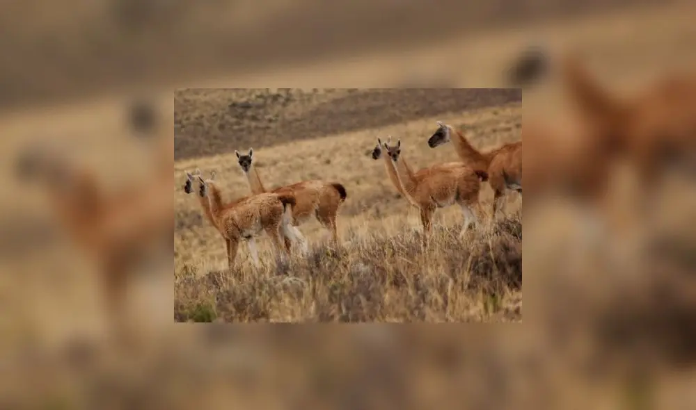 La vicuña es la especie más representativa y abundante en Pampa Galeras. Foto: Andina