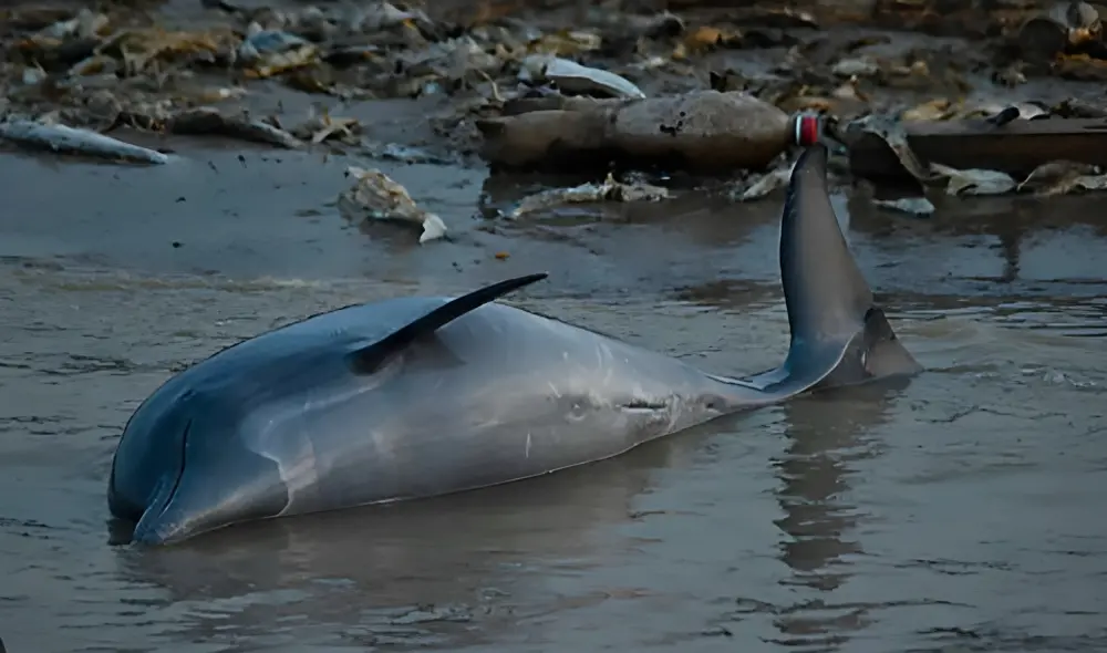 La sequía en la Amazonía brasileña puede ser histórica y extenderse hasta enero. Foto: Instituto Mamirauá. Video: Canal 26