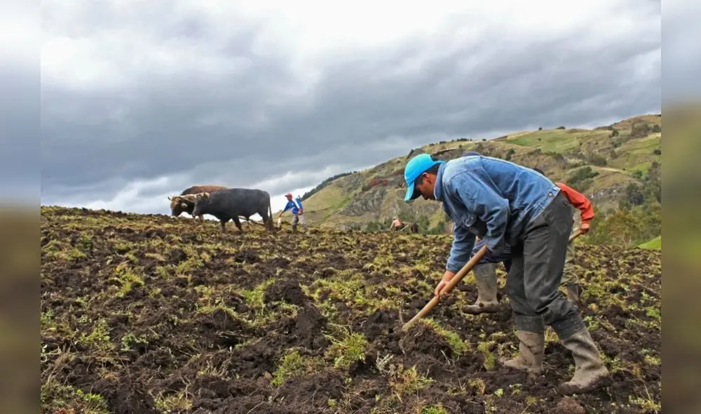A la función agropecuaria para el año próximo se le asignará S/7.000 millones . Foto: Andina A la función agropecuaria para el año próximo se le asignará S/7.000 millones . Foto: Andina