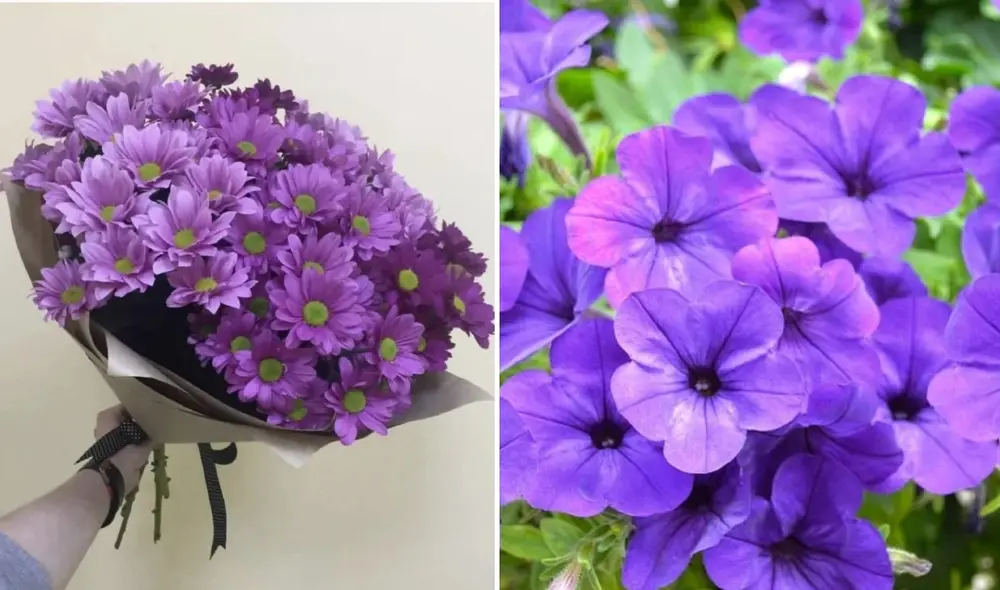 Tiktok ha dado origen a diversas prácticas relacionadas con flores. Foto: composición LR