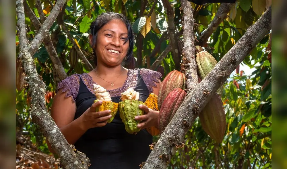 La región de Junín continúa consolidando su presencia para la exportación del cacao en el mercado internacional. Foto: Chiari