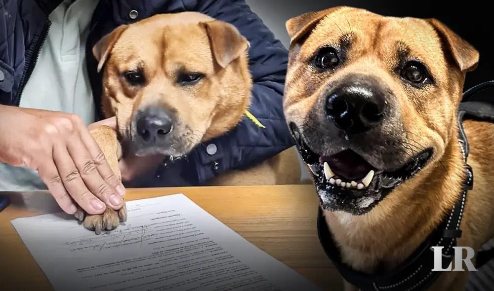 Con está decisión, el distrito busca promover la adopción de animales en el municipio. Foto: composición de Jazmín Ceras/LR/Junta de Freguesia de Baguim do Monte/FB