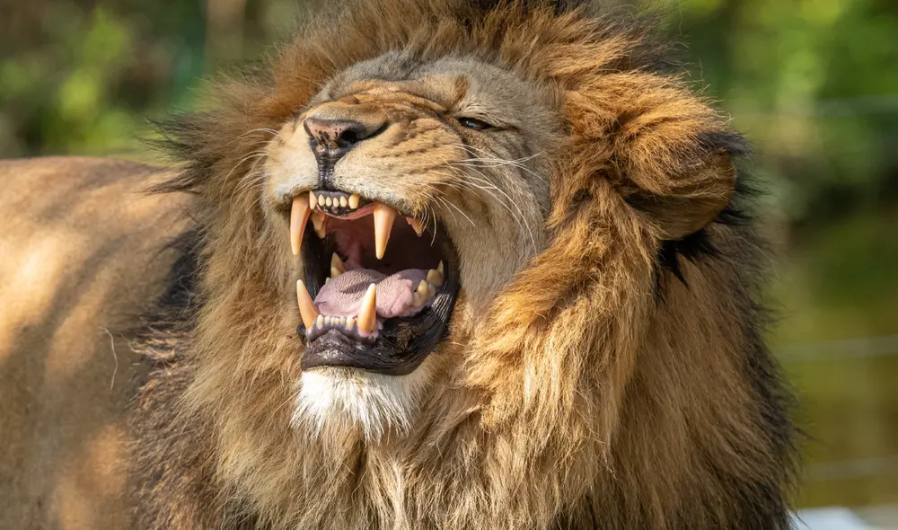 Los leones son reconocidos por ser de los mayores depredadores de África. Foto: Pexels