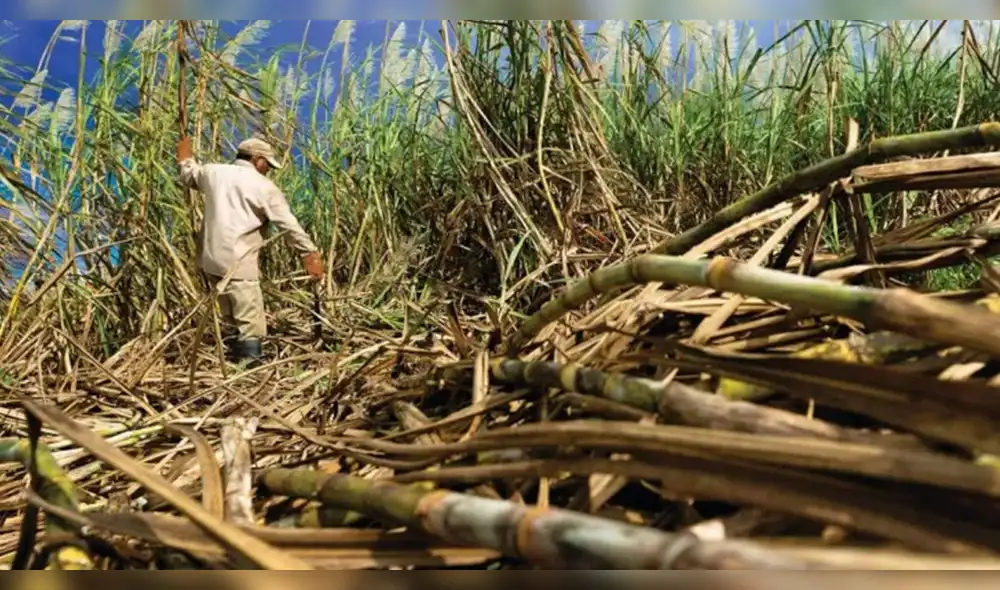 FAO. Plantaciones de azúcar en Brasil se han visto afectadas por una inusitada alza de suministros. Foto: EFE FAO. Plantaciones de azúcar en Brasil se han visto afectadas por una inusitada alza de suministros. Foto: EFE