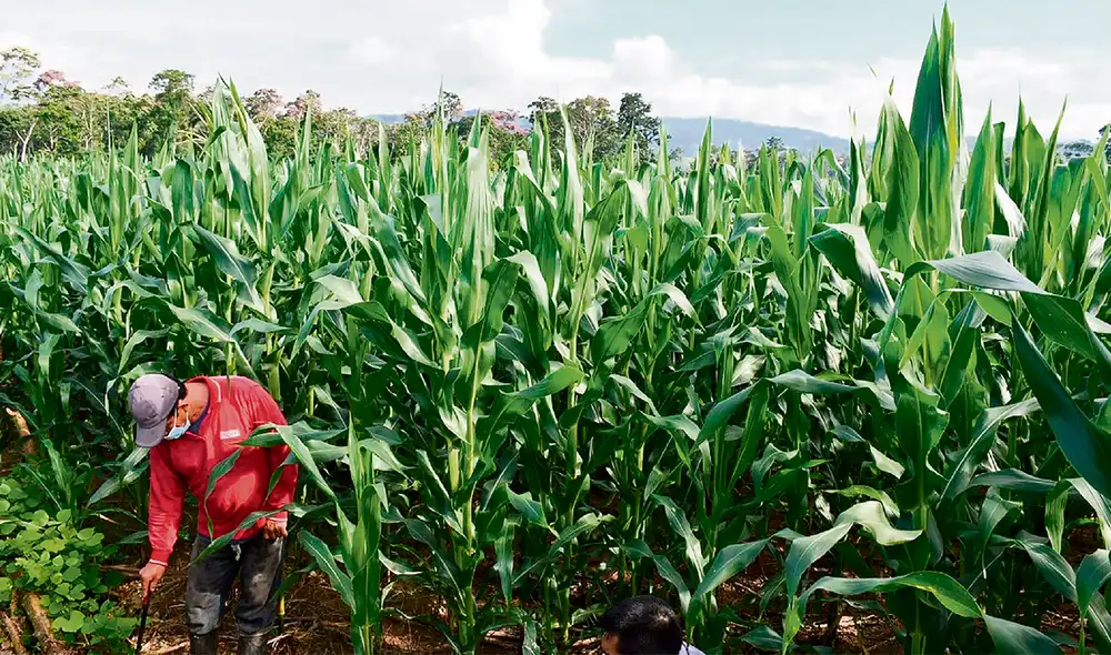Efecto. Alza de suministros afectan plantaciones en Brasil. Foto: difusión