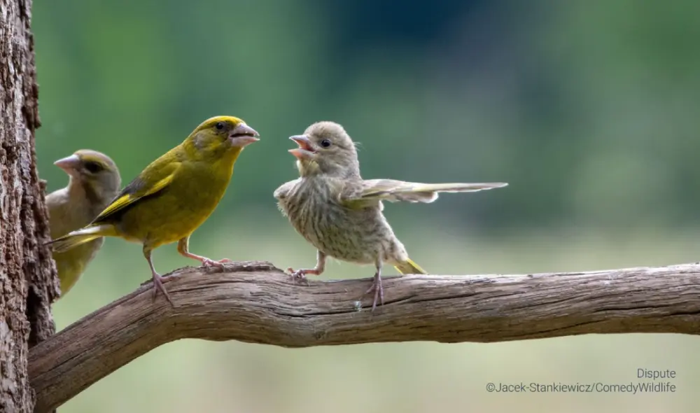'Disputa', la foto que muestra a 2 aves que parecen discutir. Foto: Jacek Stankiewicz / Comedy Wildlife 2023