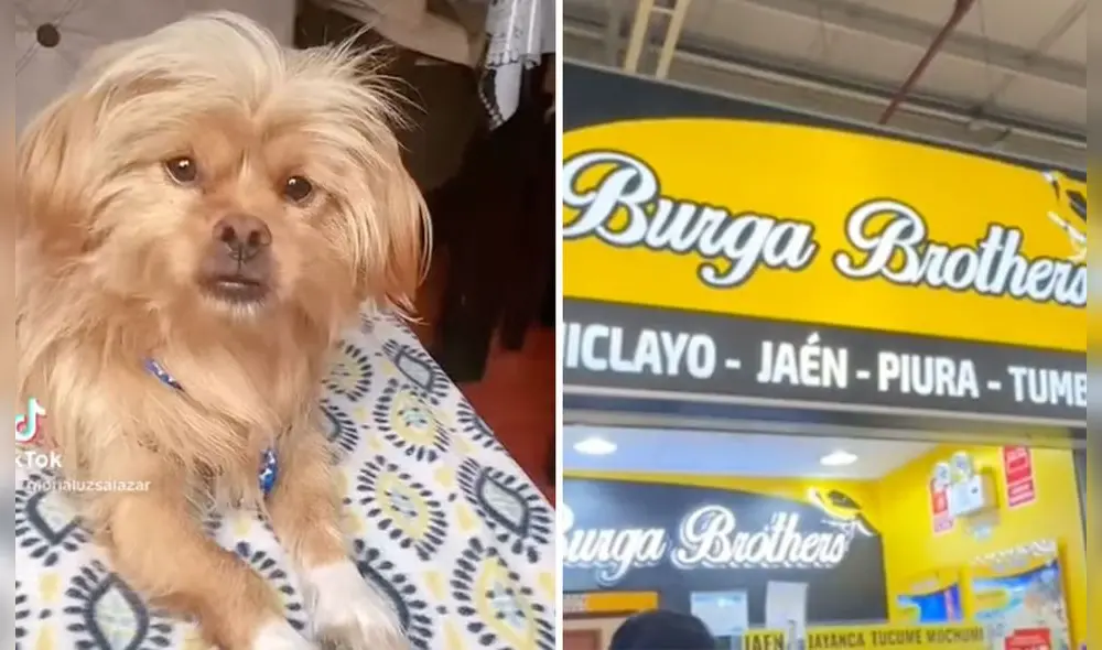 Hasta el momento, la mascota no aparece. Foto: composición LR / difusión Hasta el momento, la mascota no aparece. Foto: composición LR / difusión