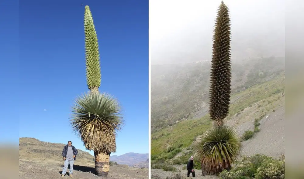 La Puya Raimondi puede alcanzar una altura de hasta 10 metros. Foto: Gregorio Guillén/ Facebook
