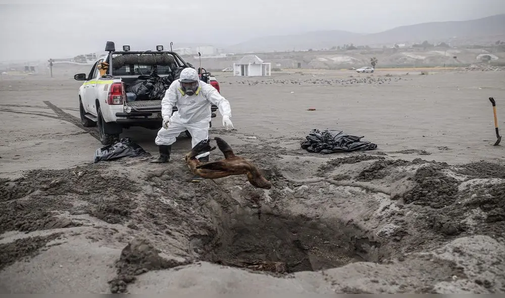 Fauna marina está impactada por diversos factores como la contaminación de todo tipo y ahora el Fenómeno de El Niño y la gripe AH5N1. Foto: La República