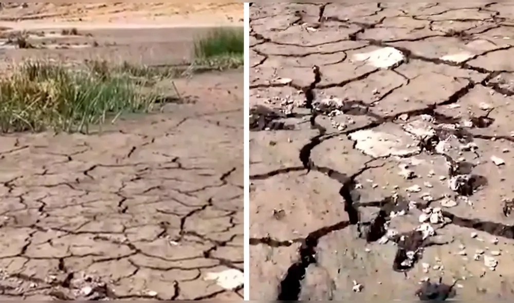 Hectáreas de totorales se han perdido por completo. Foto: captura de Canal N Hectáreas de totorales se han perdido por completo. Foto: captura de Canal N