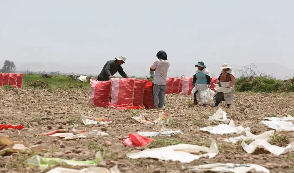 Agricultores señalan que plaga prodiplosis se generó a raíz de constante variación del clima. Cultivos del tubérculo se perderán. Foto: La República Agricultores señalan que plaga prodiplosis se generó a raíz de constante variación del clima. Cultivos del tubérculo se perderán. Foto: La República