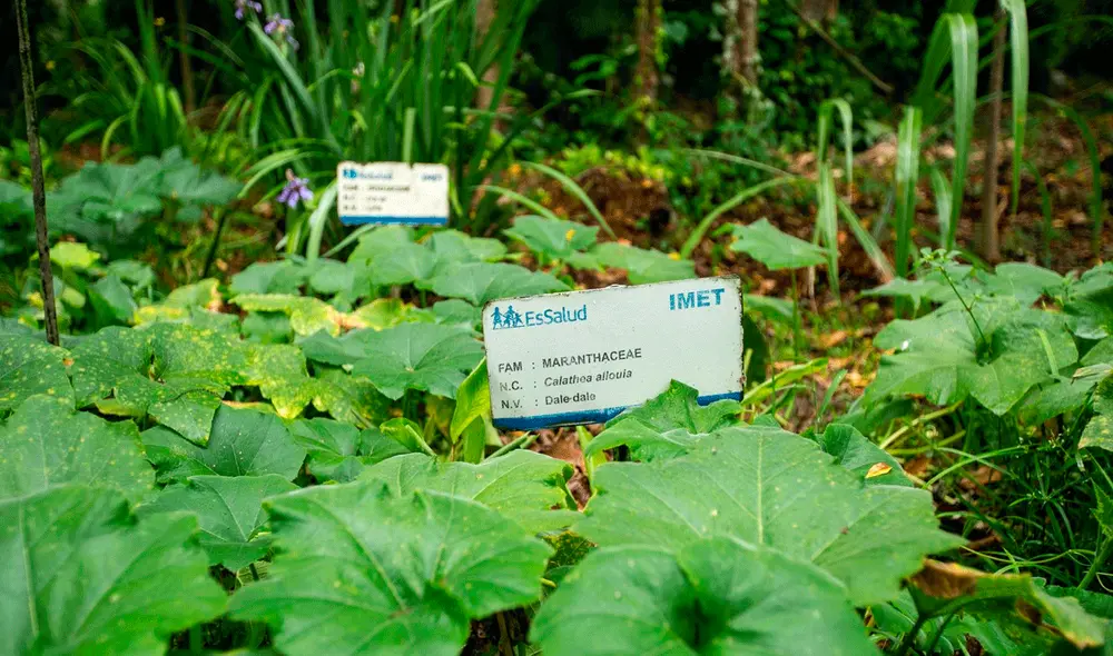 Medicamento para la diabetes de tipo 2 aún se encuentra en desarrollo. Foto: Andina