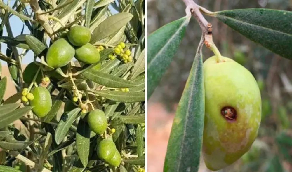 Presidente de la Junta de Usuarios del Sector Hidráulico de Agua Subterránea clase A de La Yarada informó que no están recibiendo apoyo del Estado. Foto: composición LR/BASF/Mercacei