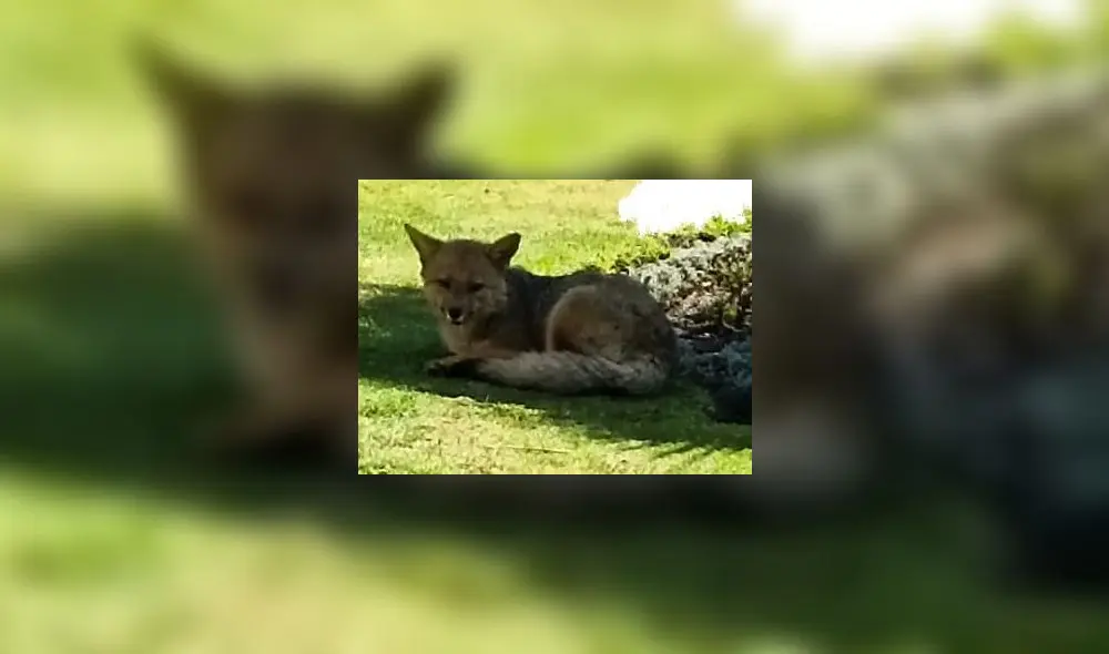 Zorrito acompañó a los vecinos por más de 4 años. Foto: Panorama Regional de Ayacucho