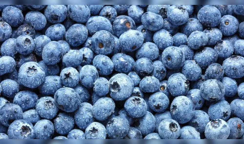 Arándanos. Los resultados del efecto climático y meteorológico han sido dispares por región. Foto: difusión