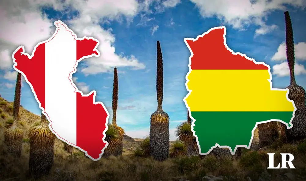 Esta planta solo crece en lo alto de la cordillera de los Andes, en los países de Perú y Bolivia. Foto: composición LR/Difusión/Andina