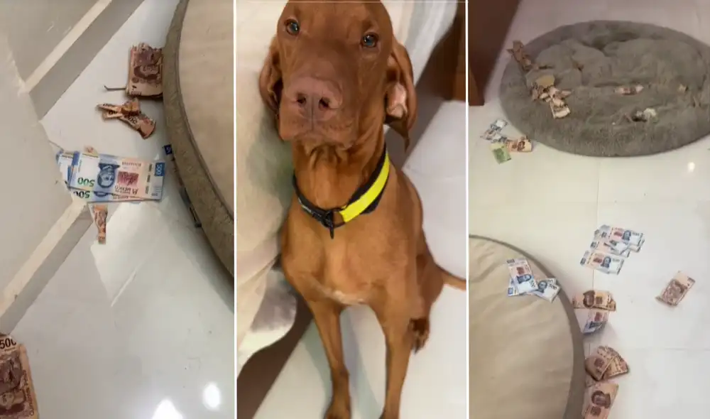 Perrito en México destrozó los ahorros de su dueña y se volvió viral en TikTok. Foto: composición LR/captura TikTok
