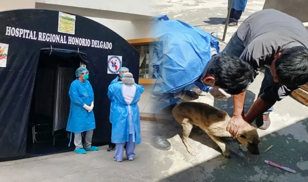 Reportan primer caso de rabia humana en Arequipa: Foto: Composición LR