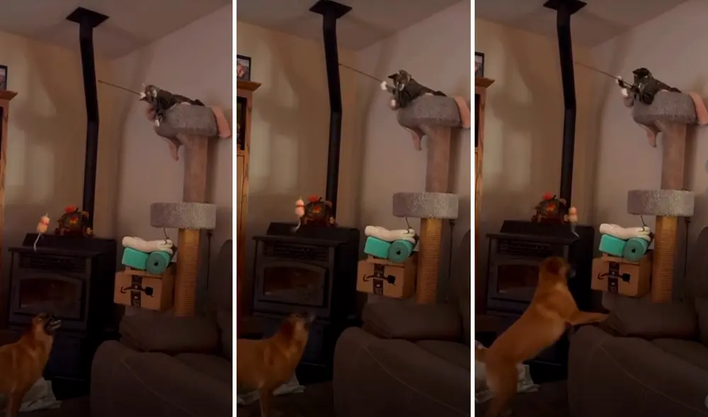 Usuarios no pararon de reír al ver al perro convertido en la mascota del gato. Foto: composición LR/ TikTok/@Mrario_