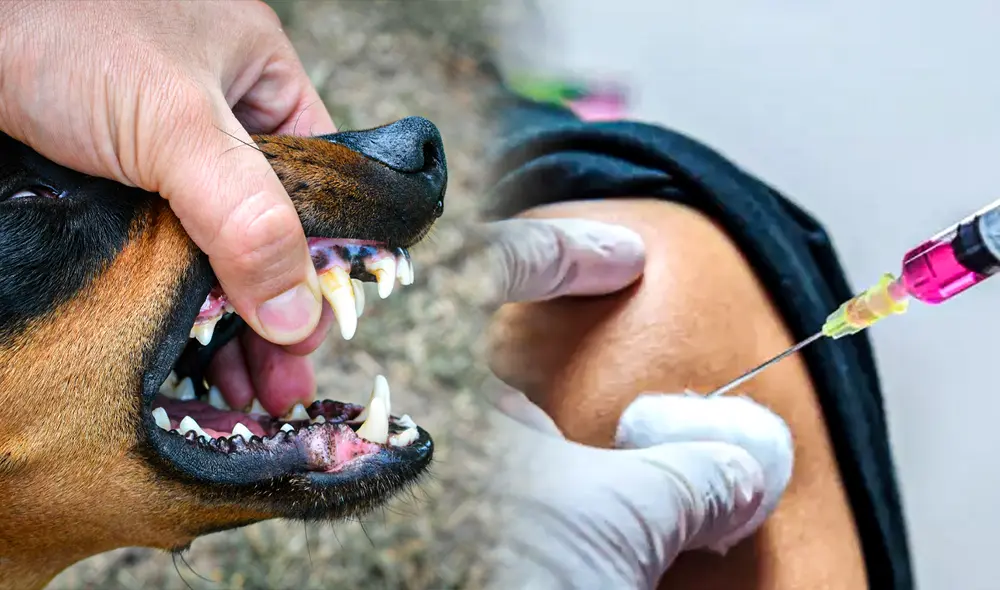 Mientras más pronto la persona infectada consiga la vacuna, tiene más probabilidades de sobrevivir. Foto: composición LR