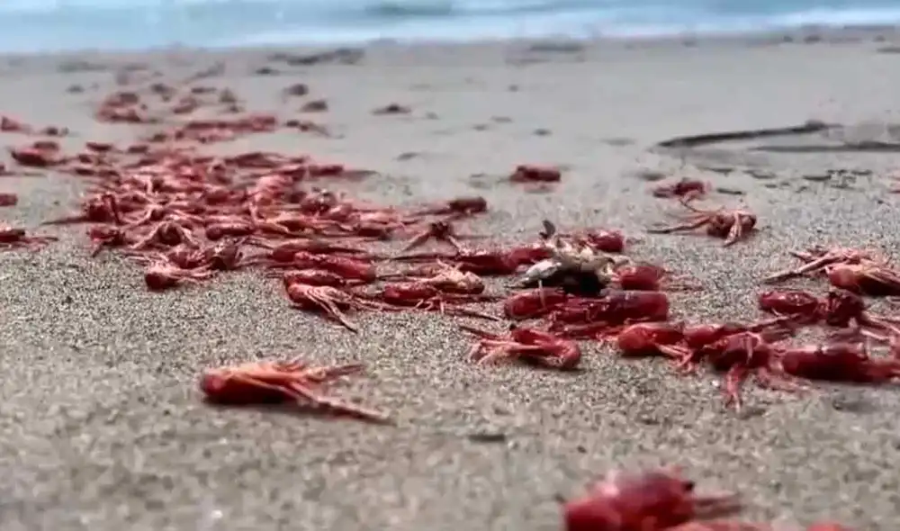 Las autoridades aún no informan el motivo de los langostinos varados en la playa de Cañete. Foto: Canal N.
