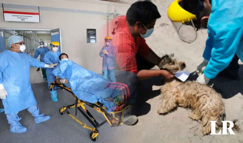 La rabia humana es mortal y una vez que el virus se aloja en el cerebro no hay vacuna ni tratamiento que lo detenga, sostienen los especialistas. Foto: composición de Fabrizio Oviedo / La República La rabia humana es mortal y una vez que el virus se aloja en el cerebro no hay vacuna ni tratamiento que lo detenga, sostienen los especialistas. Foto: composición de Fabrizio Oviedo / La República