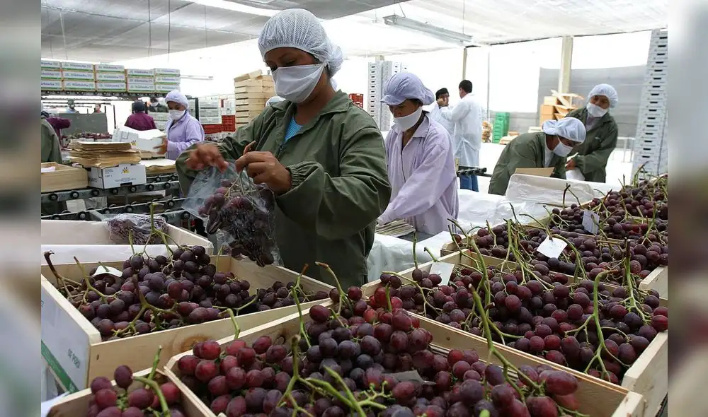La uva es la fruta que más se exporta desde Perú. Foto: Andina